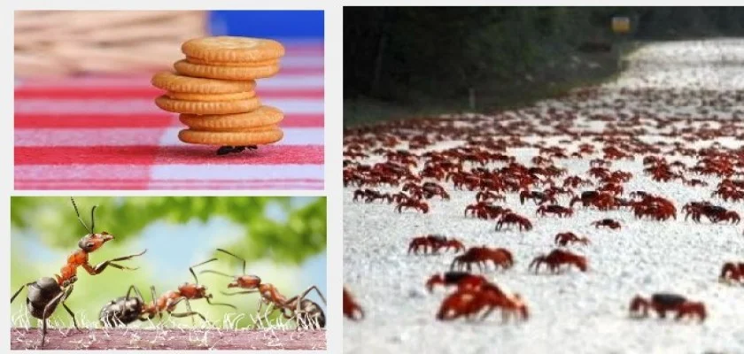 Karınca İstilasını Önlemek İçin Yapılması Gerekenler