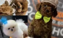 Süs Köpeği Doğru Bakım ile Dengeli Bir Yaşam