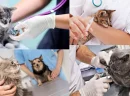 Kedi Veteriner Fiyatları Hangi Faktörlere Göre Belirlenir?