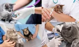 Kedi Veteriner Fiyatları Hangi Faktörlere Göre Belirlenir?