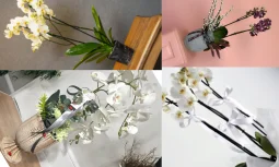 Orkide Çiçeği Bakımı ve Sulama İpuçları