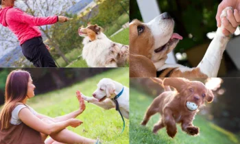 Köpek Eğitimi: Sadık Dostlarımızla Sağlıklı İletişim Kurmanın Yolu