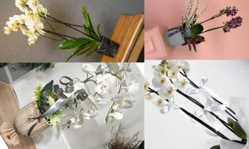 Orkide Çiçeği Bakımı ve Sulama İpuçları