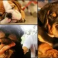Köpeklerde Ameliyat Sonrası Beslenme Nasıl Olmalıdır?