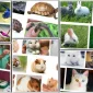 Köpek Tırnak Bakımı Nasıl yapılır?
