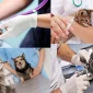 Kedi Veteriner Fiyatları Hangi Faktörlere Göre Belirlenir?