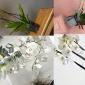 Orchid Flower Care and Watering Tips